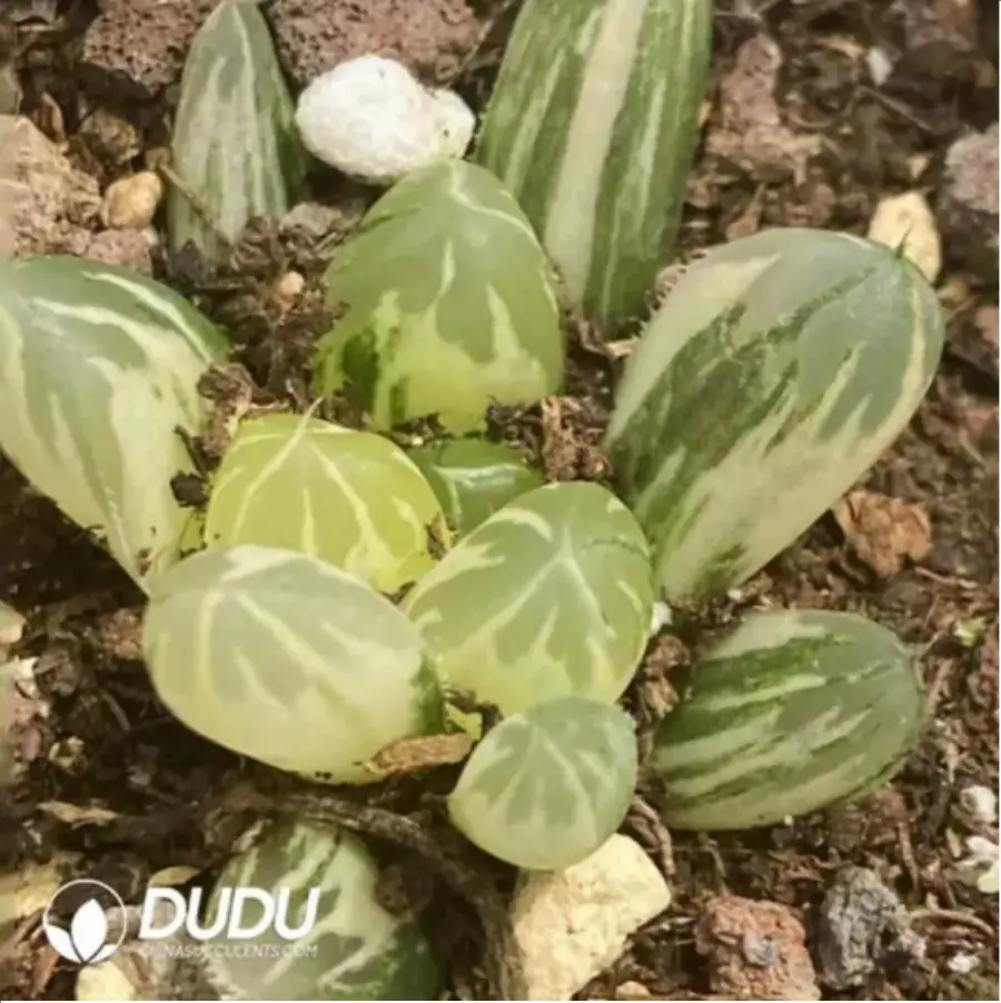 1756115789-1-1650.webp Haworthia Cooperi Variegated #7 - 画像 (1)