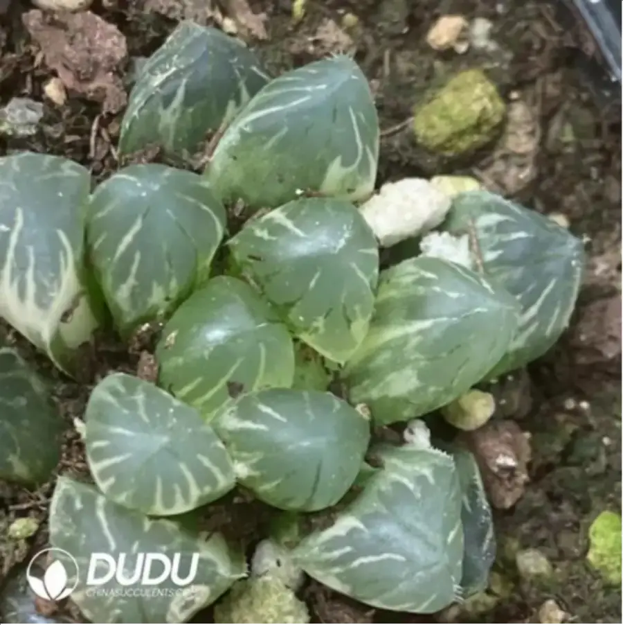 1756115790-1-1649.webp Haworthia Cooperi Variegated #6 - 画像 (1)