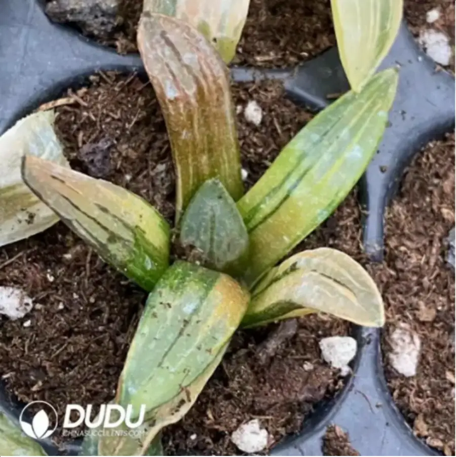 1756115791-1-1648.webp Haworthia Epang Palace Variegated - 画像 (1)