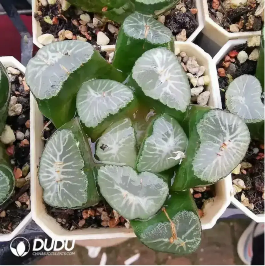 1756115825-1-1867.webp Haworthia Maughanii Vulture Peak - 画像 (1)