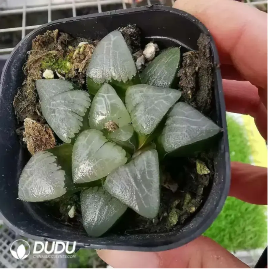 1756115827-1-1866.webp Haworthia Retusa Myojin - 画像 (1)