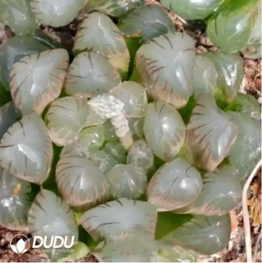 1756116036-1-1506.webp Haworthia Pink Dragon Ball - 画像 (1)