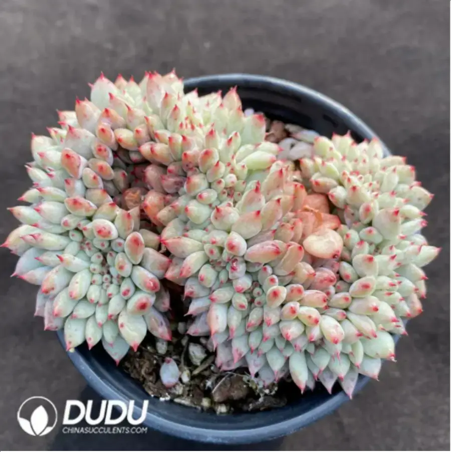 1756116216-1-1070.webp Echeveria Jigglypuff Cristata - 画像 (1)