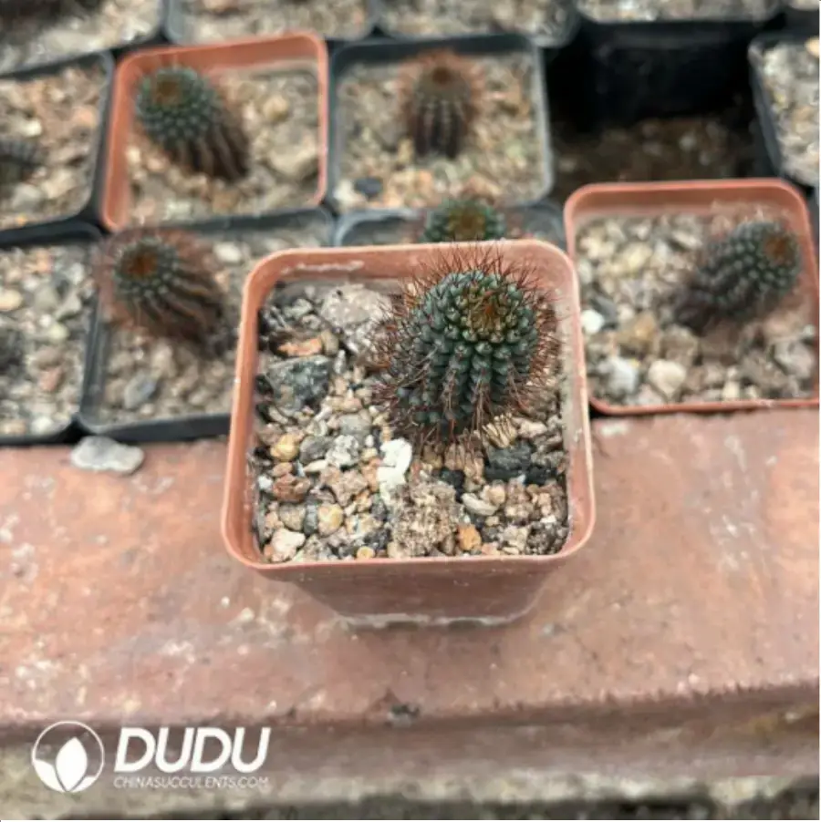 1756116311-1-1179.webp (Seed Grown)Frailea mammifera subs. angelesiae - 画像 (1)