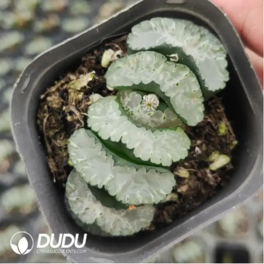 1756116355-1-1035.webp Haworthia Sakai 2 - 画像 (1)