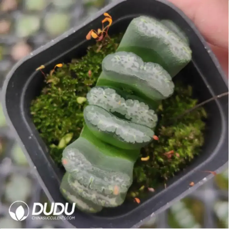 1756116357-1-1031.webp Haworthia Hakkaisan - 画像 (1)