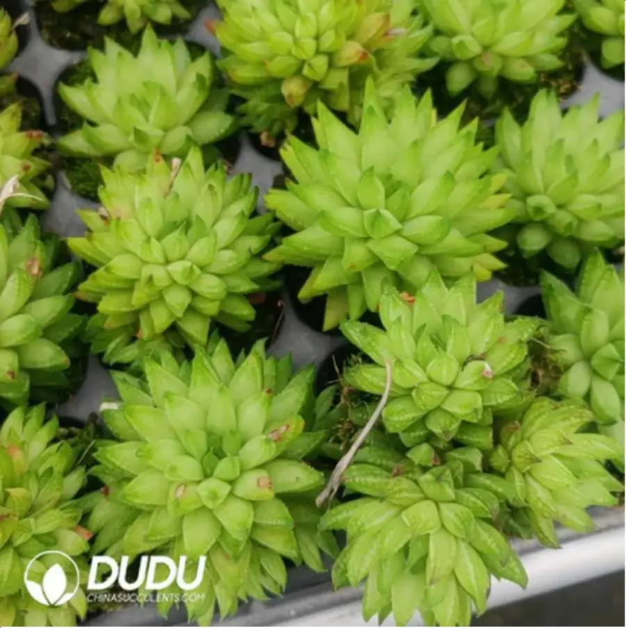 1756116359-1-1012.webp Haworthia Original ice cream - 画像 (1)