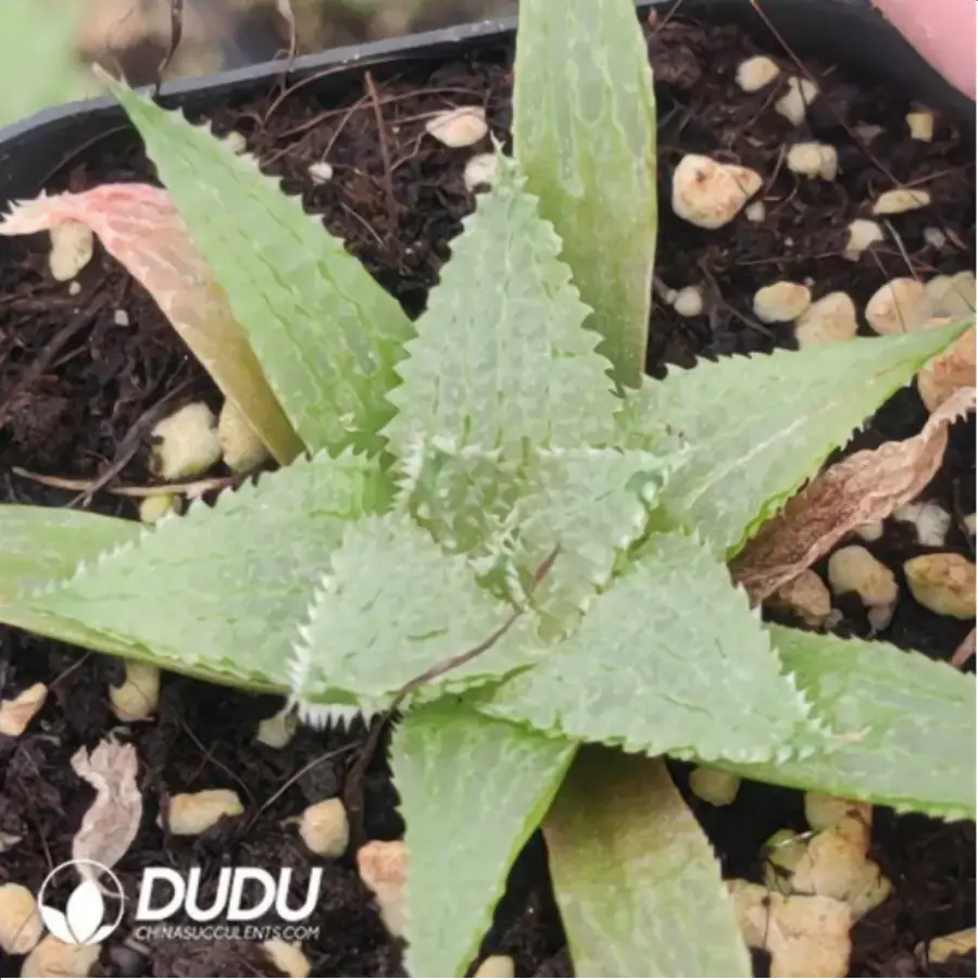 1756116371-1-938.webp Haworthia maraisii var. maraisii - 画像 (1)