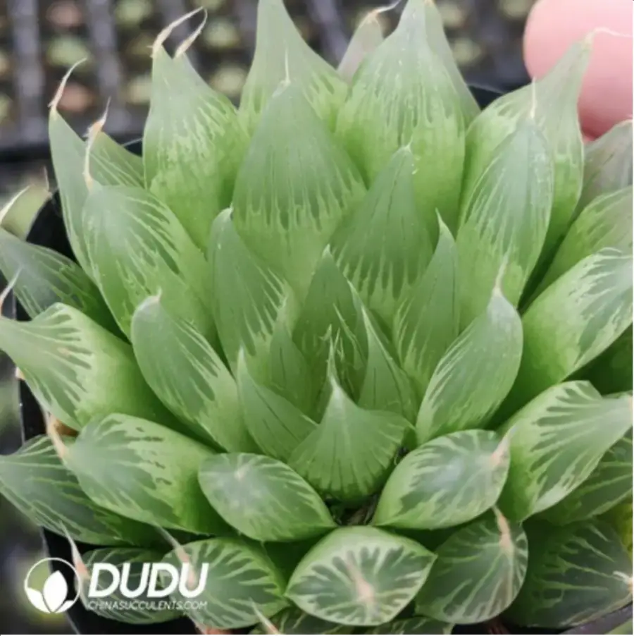 1756116375-1-888.webp Haworthia Large window needle tube - 画像 (1)