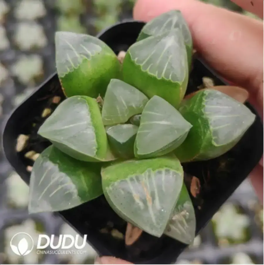 1756116376-1-885.webp Haworthia Milk - 画像 (1)