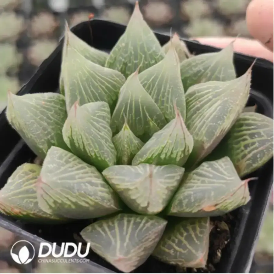 1756116381-1-872.webp Haworthia Fairy - 画像 (1)