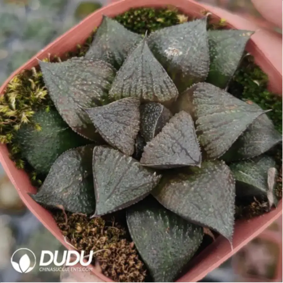 1756116391-1-784.webp Haworthia Black Butterfly Dragon - 画像 (1)