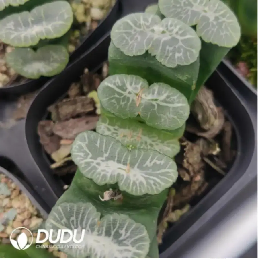 1756116401-1-718.webp Haworthia Waterfall - 画像 (1)