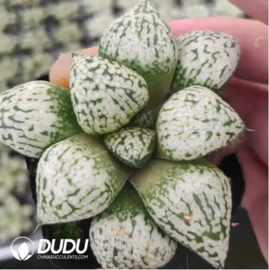 1756116404-1-715.webp Haworthia White Magic - 画像 (1)