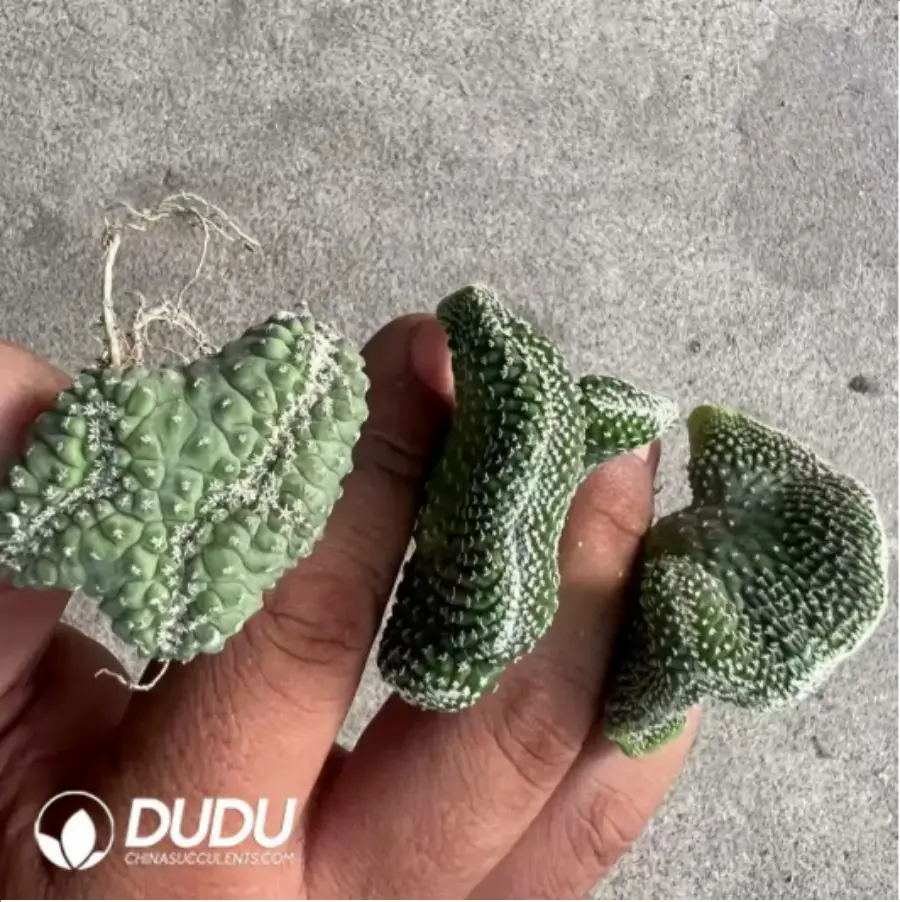 1756116414-1-703.webp (Seed Grown)Strombocactus disciformis - 画像 (1)