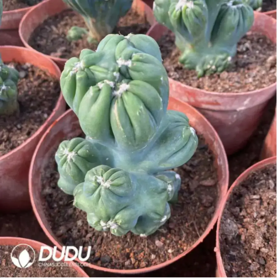 1756117062-1-989.webp (Grafted)Cereus Purple Cloud Lohan Cactus - 画像 (1)