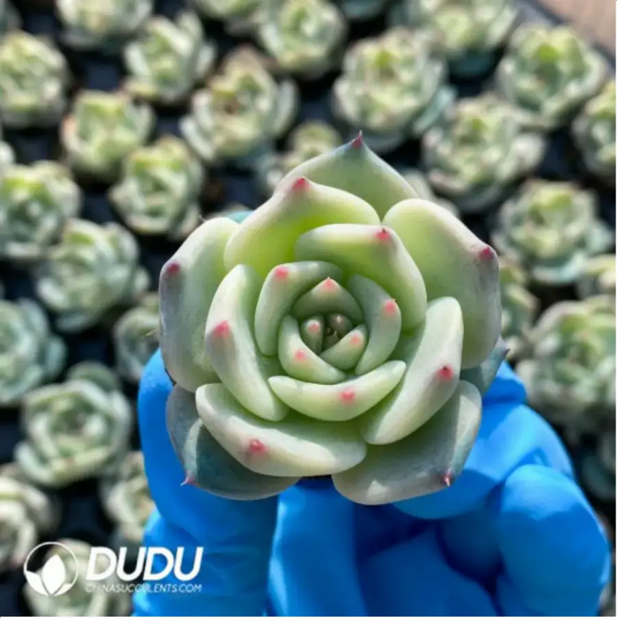 1756117301-3-18.webp 105Pcs Echeveria Picachu Seedlings(Mix & Match 5+) - 画像 (1)