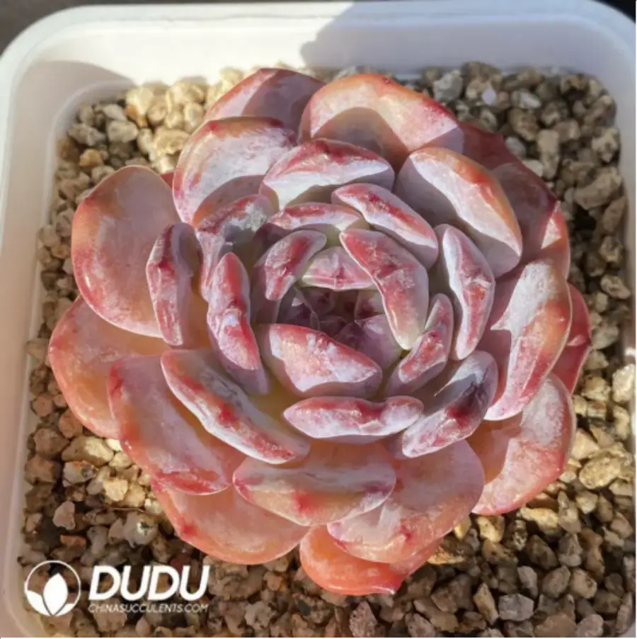 1756117443-1-744.webp Echeveria Winslet C - 画像 (1)