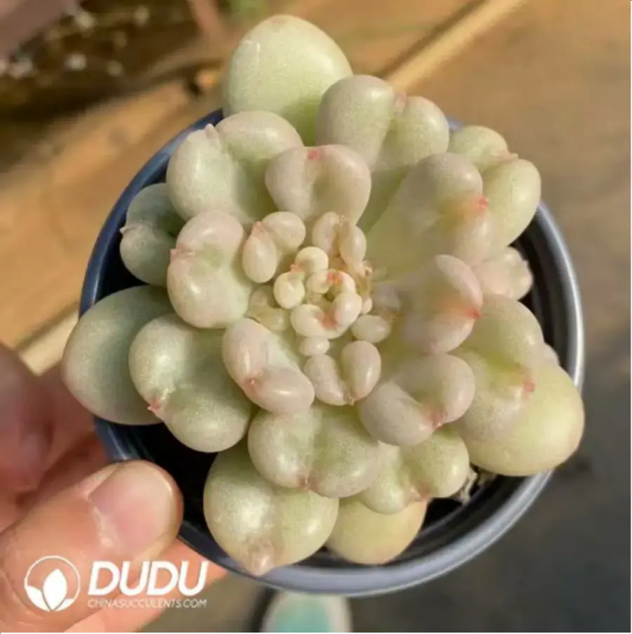 1756117541-1-139.webp Echeveria Bayi With Cubs - 画像 (1)