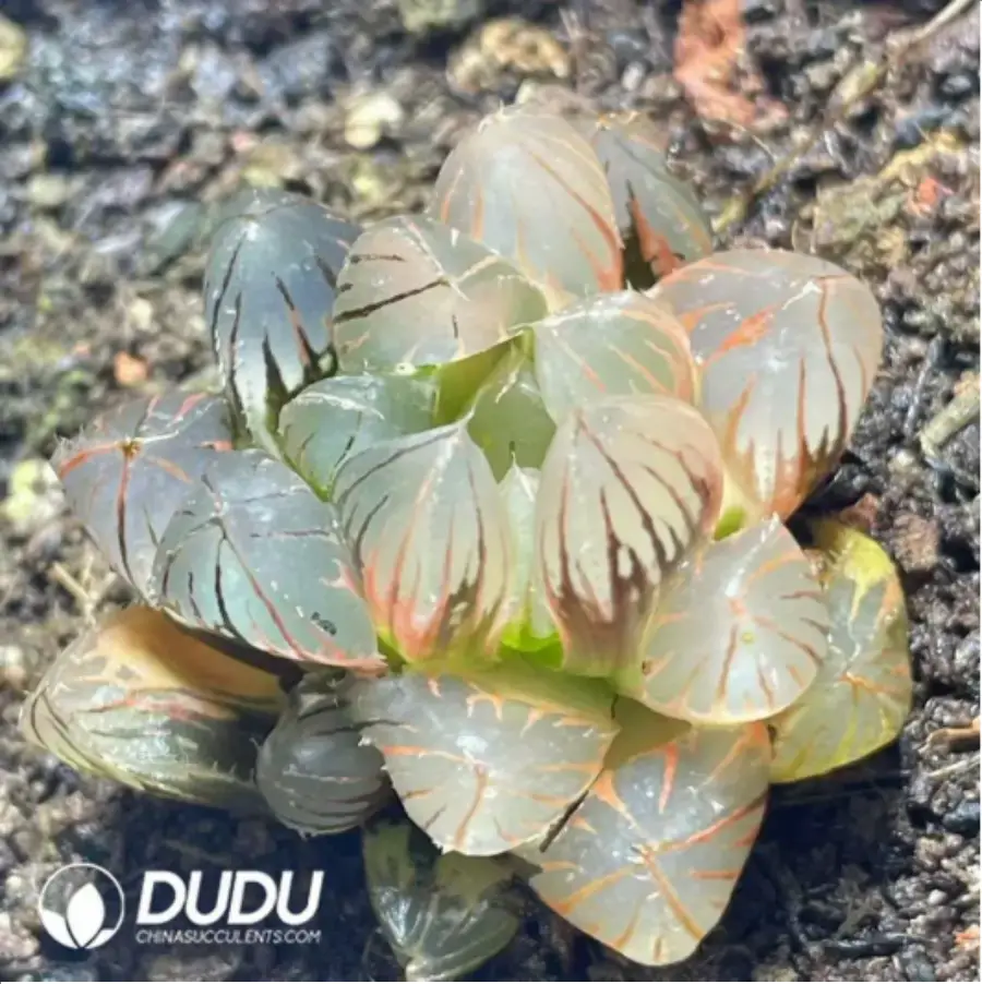 1756117579-1-25.webp Haworthia Neon Light Variegated - 画像 (1)