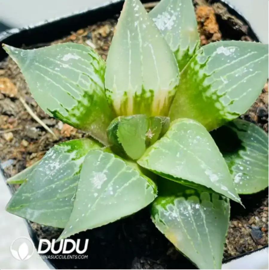 1756117587-1-21.webp Haworthia Shuten-doji Variegated - 画像 (1)