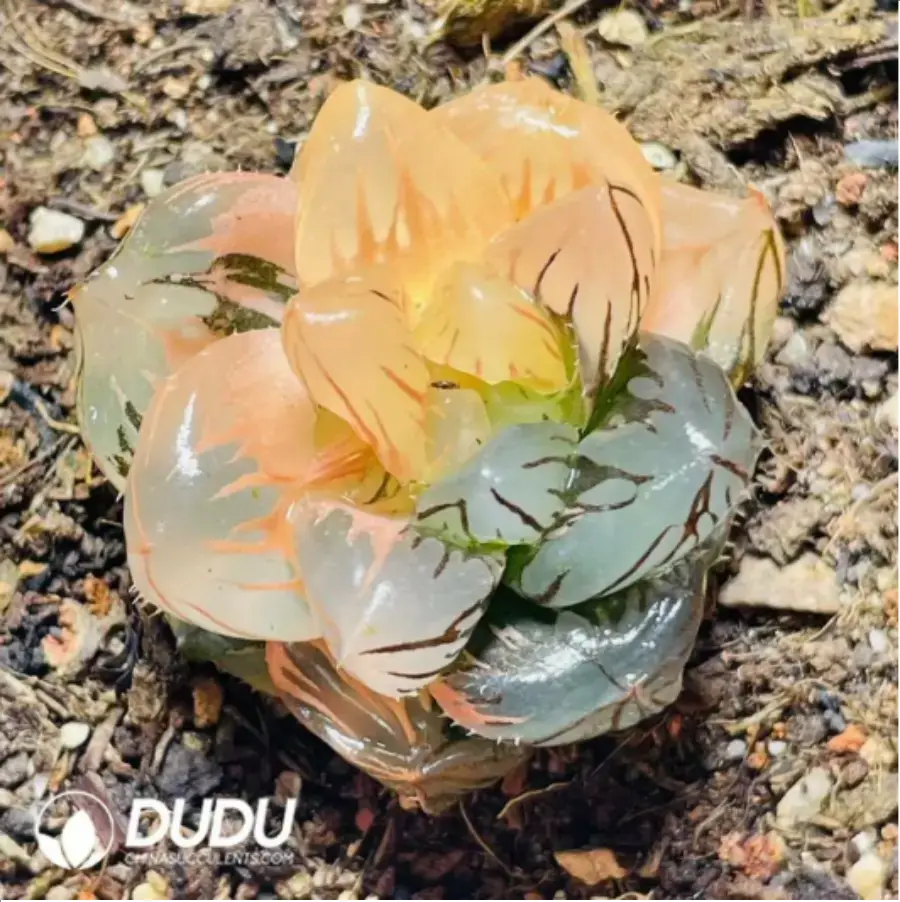 1756117592-1-18.webp Haworthia Moon In The Water Variegated - 画像 (1)