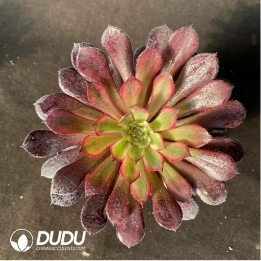 1756117652-1-188.webp Aeonium Black Swan - 画像 (1)