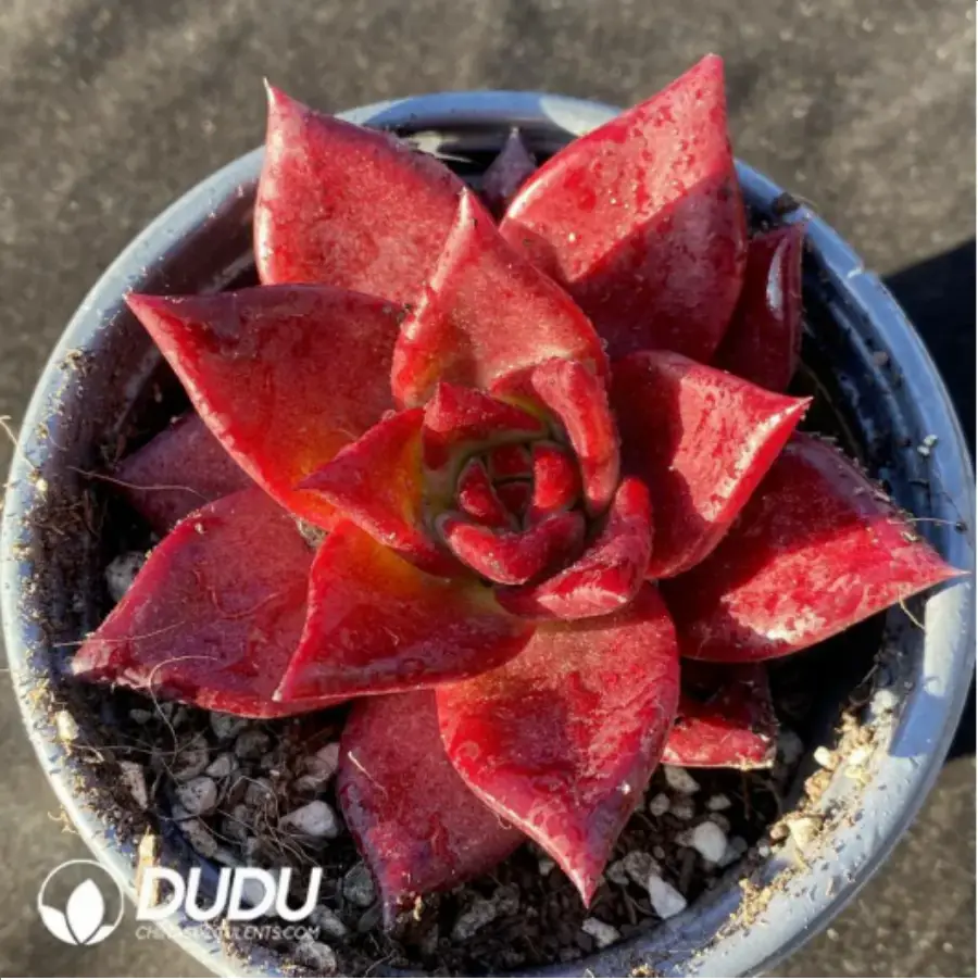 1756117653-1-187.webp Echeveria Romeo Rubin - 画像 (1)