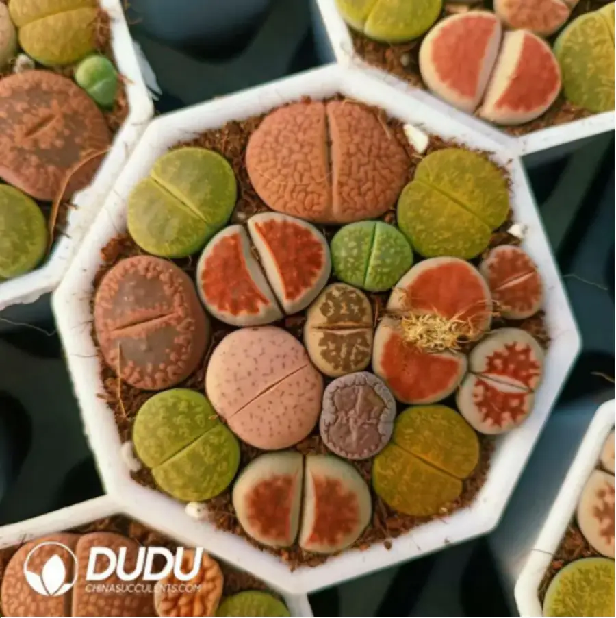 1756117996-1-442.webp Lithops Mixed - 画像 (1)