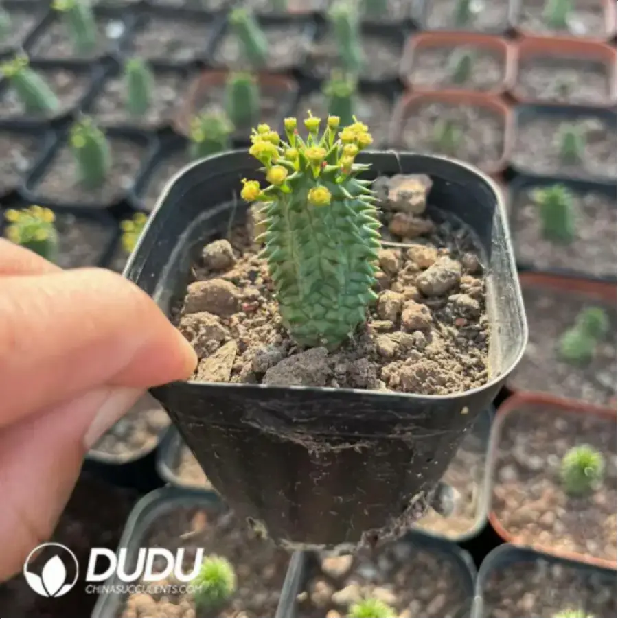 1756118201-1-343.webp (Rooted Cutting)Euphorbia echinus - 画像 (1)