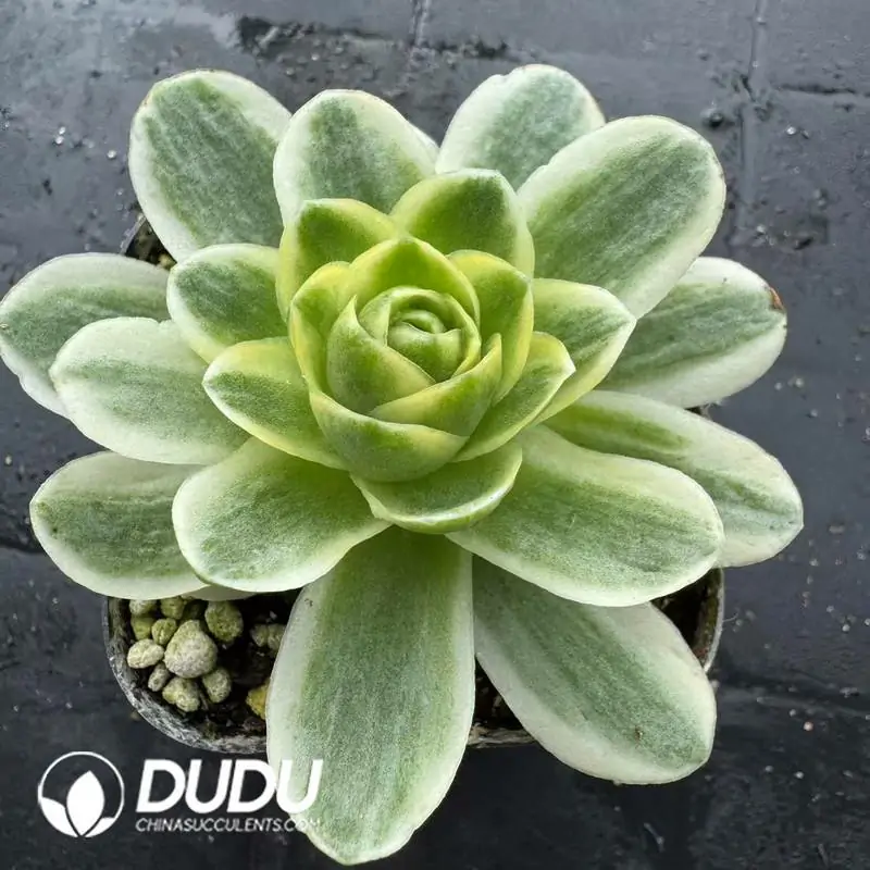 1756118593-e201-196.webp Aeonium Greenovia Spring Dawn - 画像 (1)