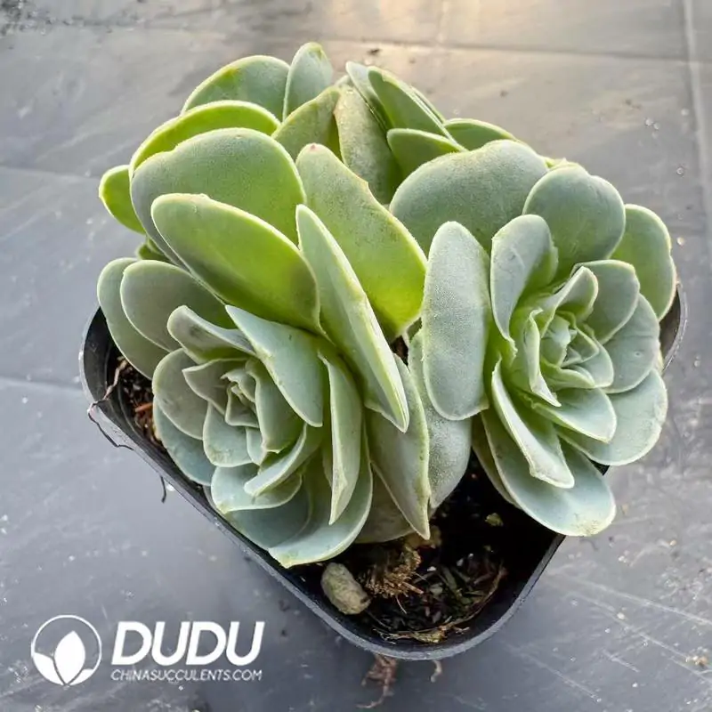 1756118599-e201-199.webp Aeonium Greenovia Pandora Clustering - 画像 (1)