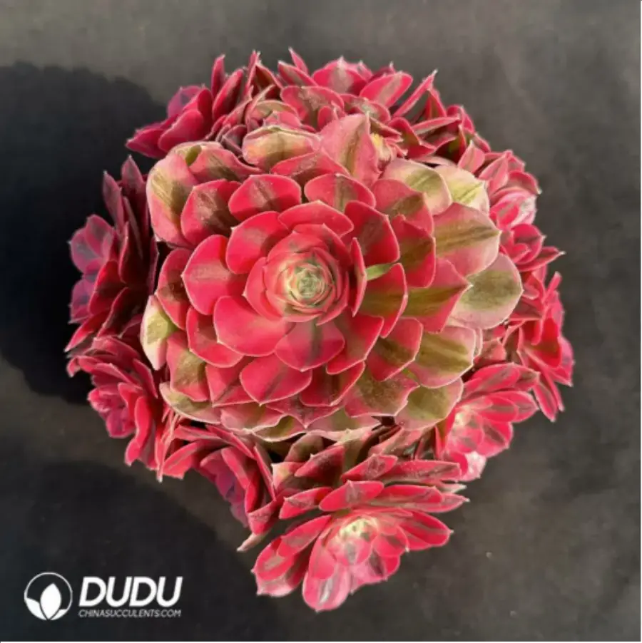 1756118762-1-2370.webp Aeonium Pink Witch Variegated Clustering - 画像 (1)