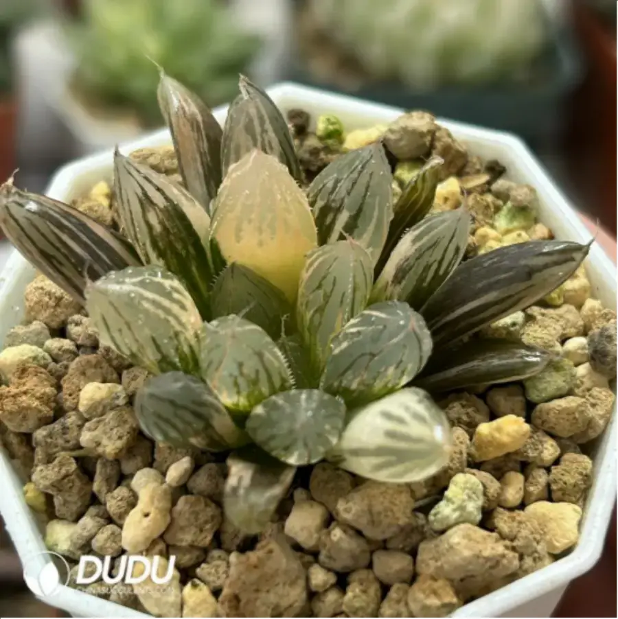 1756118826-1-1962.webp Haworthia cooperi Variegated - 画像 (1)