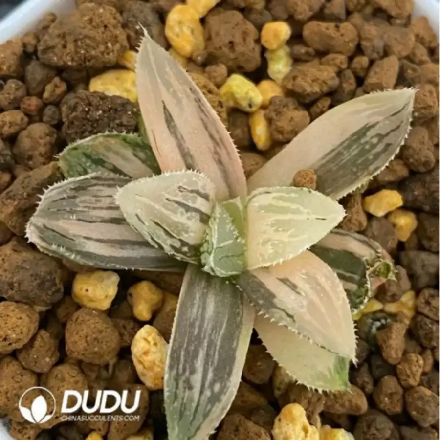 1756118833-1-1679.webp Haworthia Slushy candy Variegated - 画像 (1)