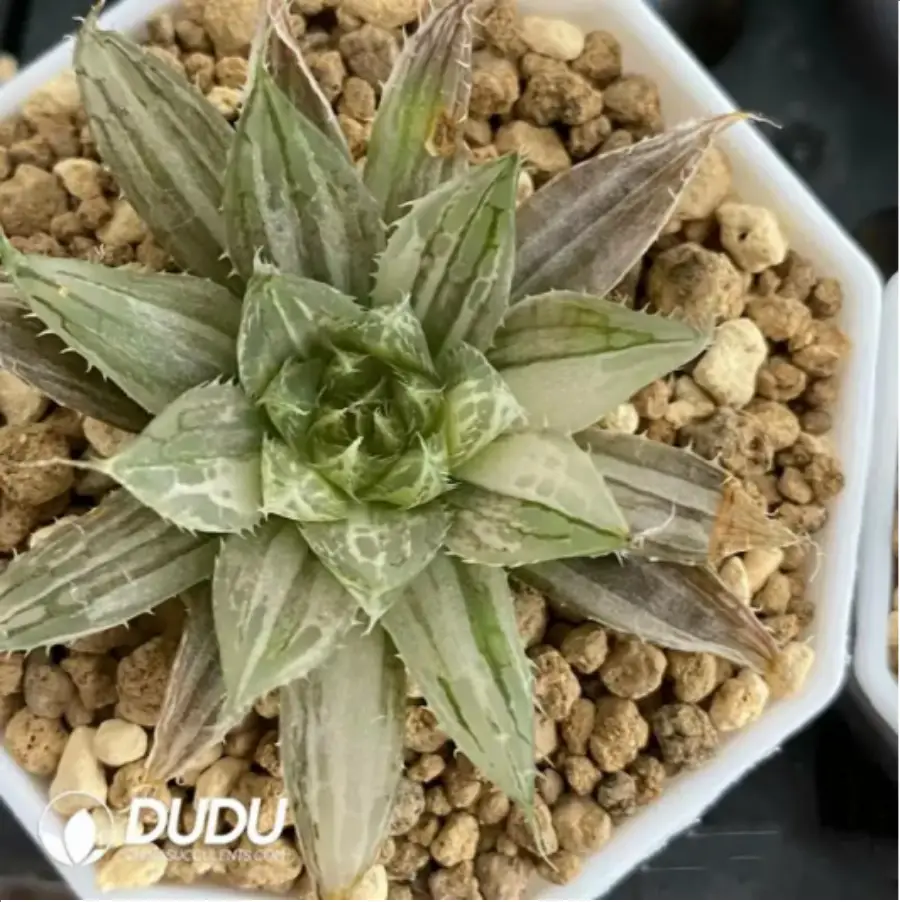 1756118834-1-1674.webp Haworthia Qvshui Variegated - 画像 (1)