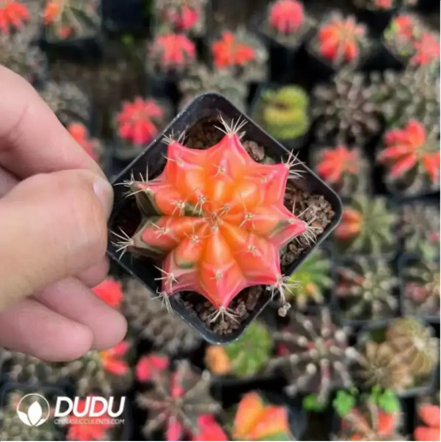 1756118842-1-1402.webp (Seed Grown)Gymnocalycium stenopleurum Variegated - 画像 (1)