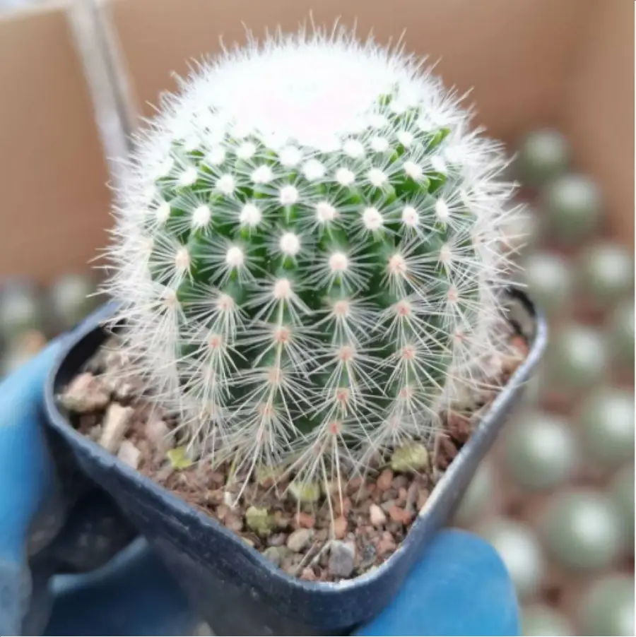 1756118926-1-3038.webp (Rooted Cutting)Cactus-Parodia tabularis - 画像 (1)