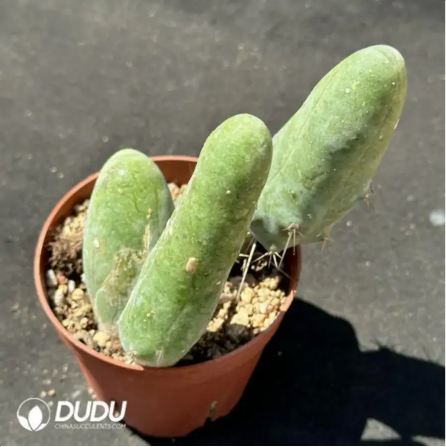 1756118964-1-2063.webp (Rooted Cutting)Cactus-Echinopsis lageniformis/Penis Cactus - 画像 (1)