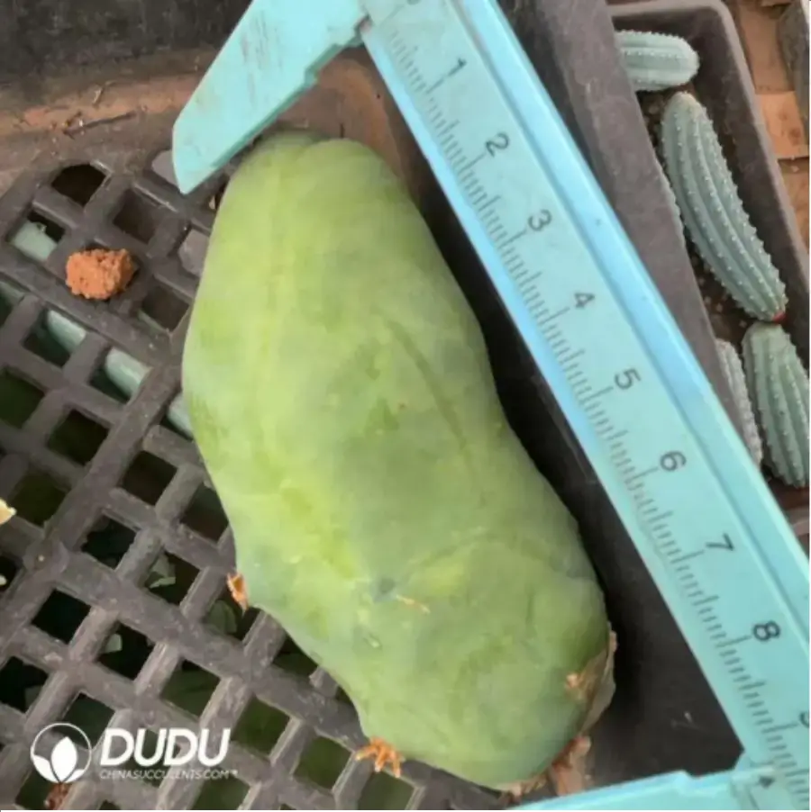 1756118966-1-2222.webp (Rootless)(Pup)Cactus-Echinopsis lageniformis/Penis Cactus - 画像 (1)