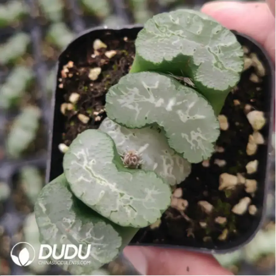 1756119017-1-779.webp Haworthia Hokusai - 画像 (1)