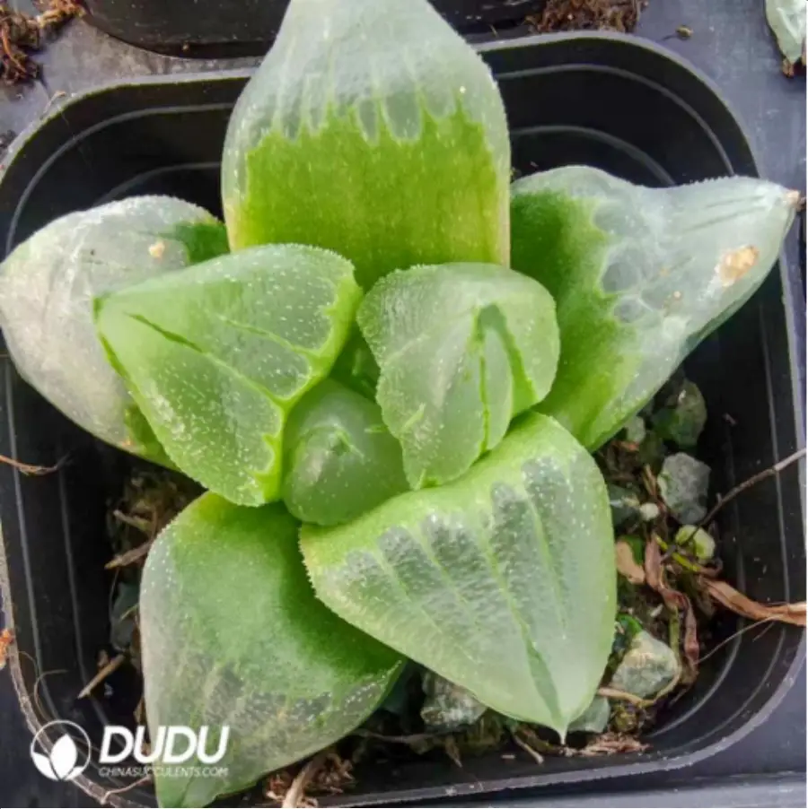 1756119022-1-2974.webp Haworthia Ice City - 画像 (1)