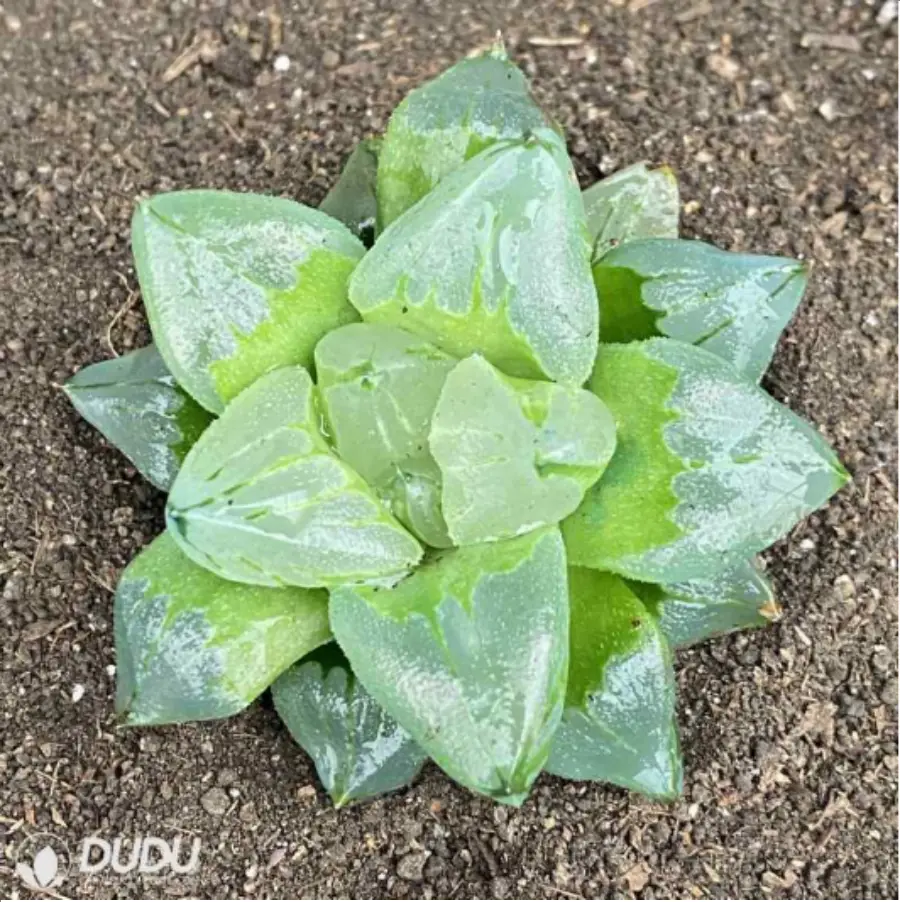 1756119024-1-2710.webp Haworthia Ice City - 画像 (1)
