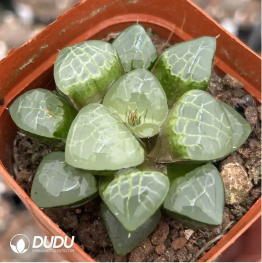 1756119045-1-1736.webp Haworthia Apparition - 画像 (1)