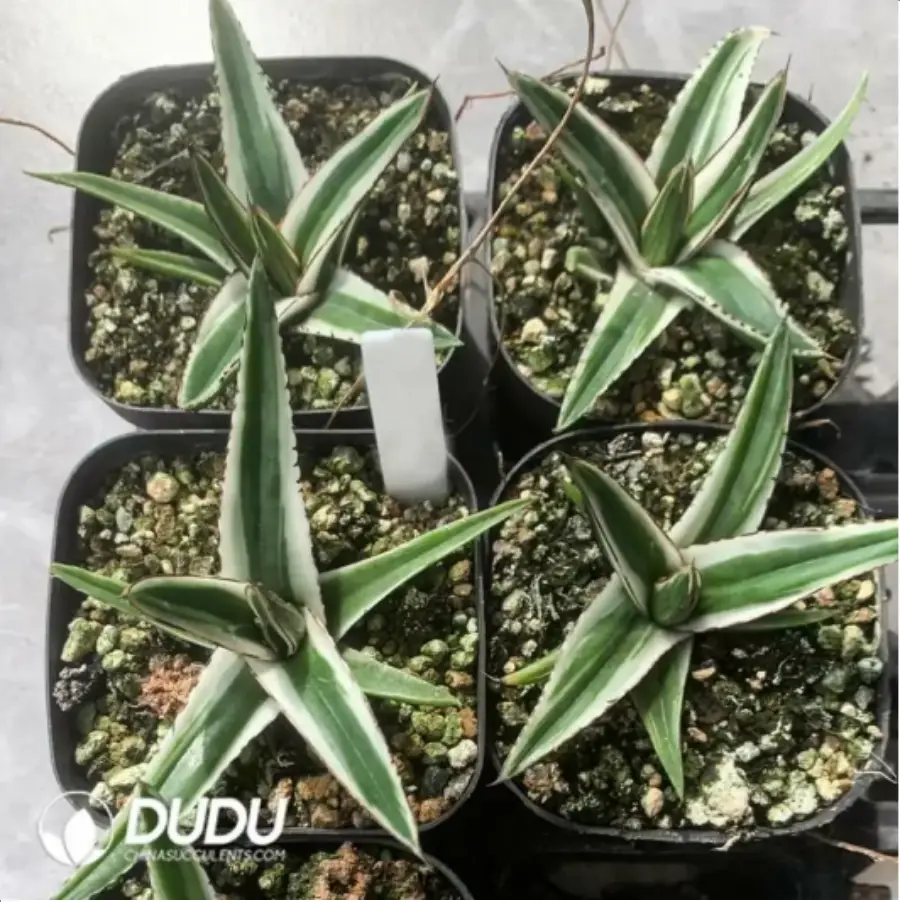 1756119047-1-1706.webp Agave iceberg - 画像 (1)