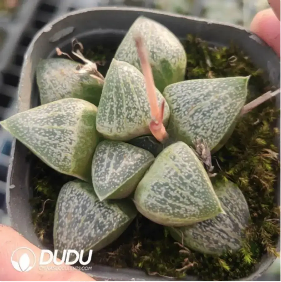 1756119133-1-815.webp Haworthia Okubo lens - 画像 (1)