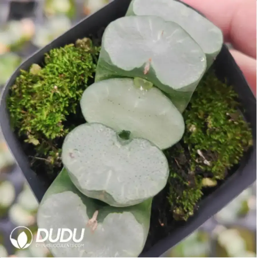 1756119134-1-807.webp Haworthia Okubo lens - 画像 (1)