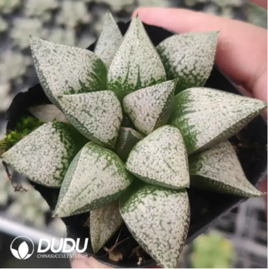 1756119135-1-721.webp Haworthia Okubo lens - 画像 (1)