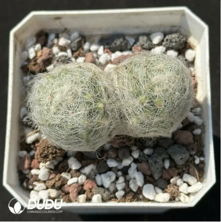 1756119188-1-2129.webp (Rooted Cutting)Cactus-Mammillaria baumii - 画像 (1)