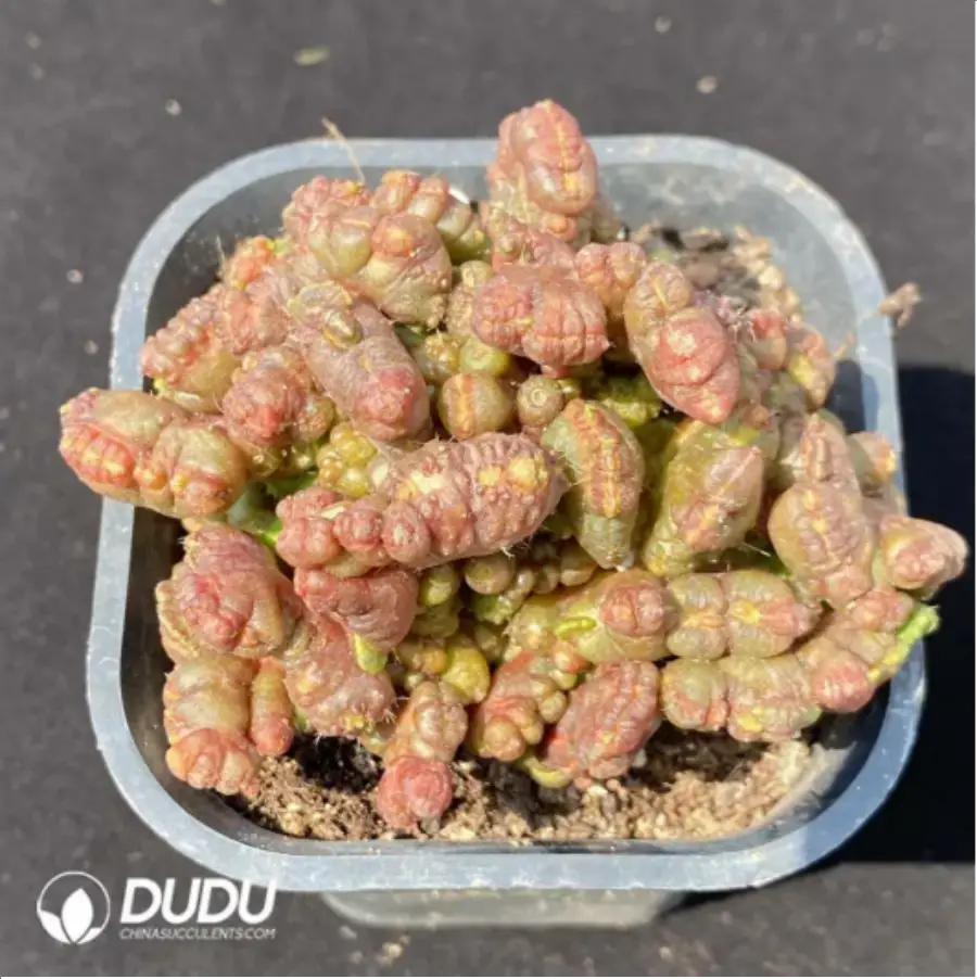 1756119257-1-1753.webp (Rooted Cutting)Cactus-Mammillaria bocasana cv.Fred - 画像 (1)